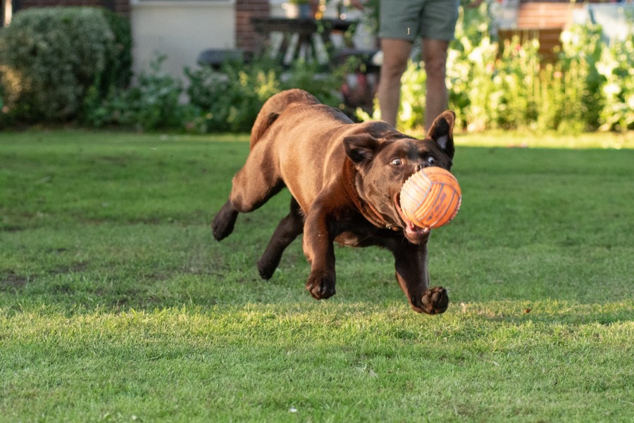 Funny dog