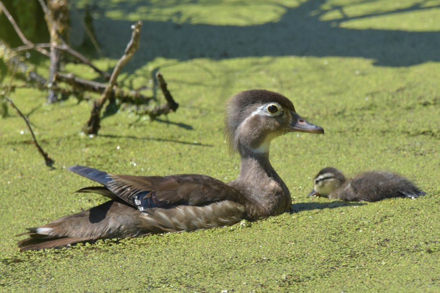 A swim with mom