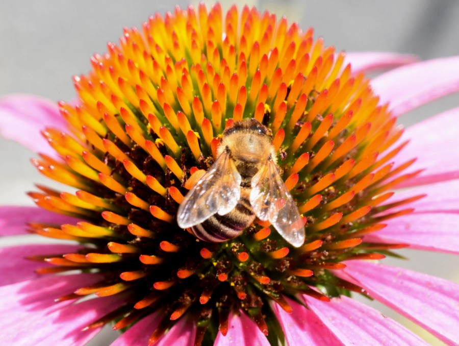 Homey Bee Collecting Pollen From Cornflower