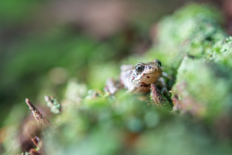 Frog macro