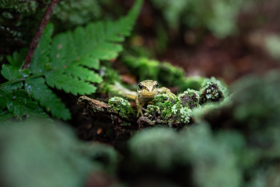 Little frog