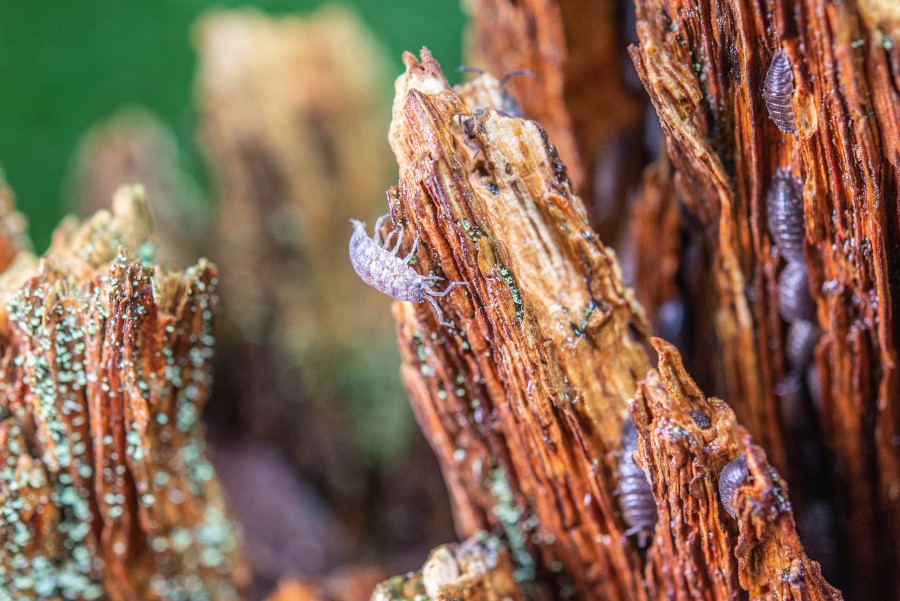 Woodlouse