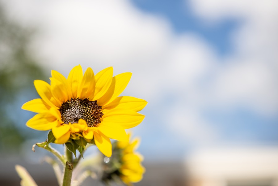 Small sunflower