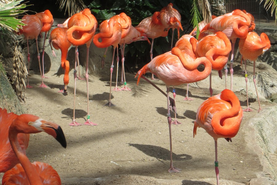 flamingos