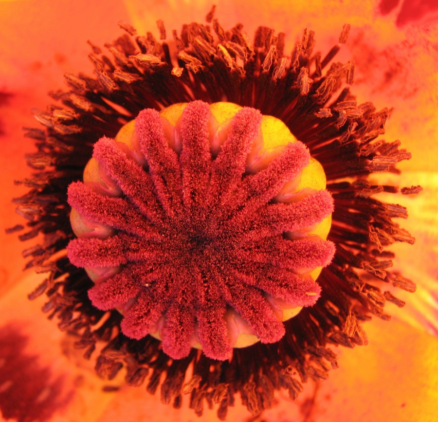 poppy center