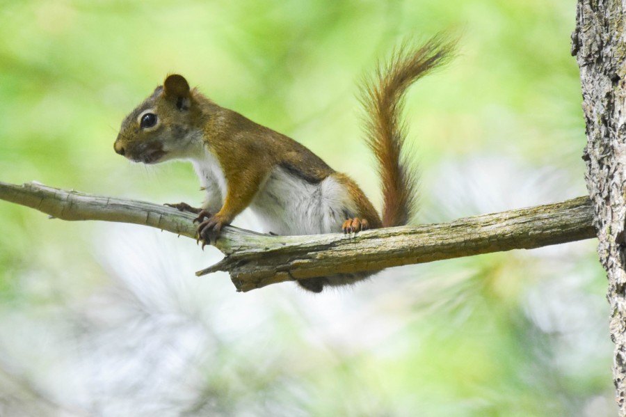A curious American Red Squirrel perched on a branch