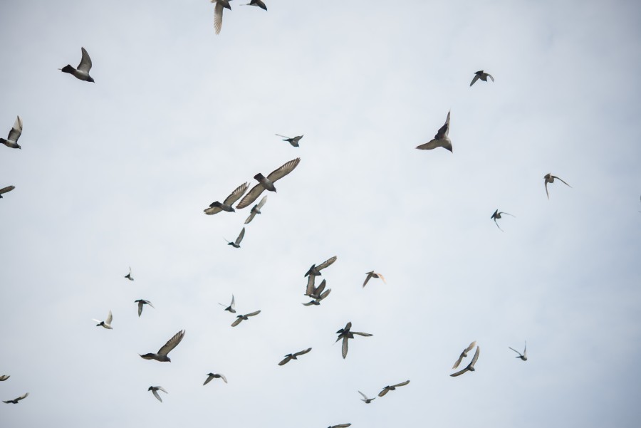 Birds fly away