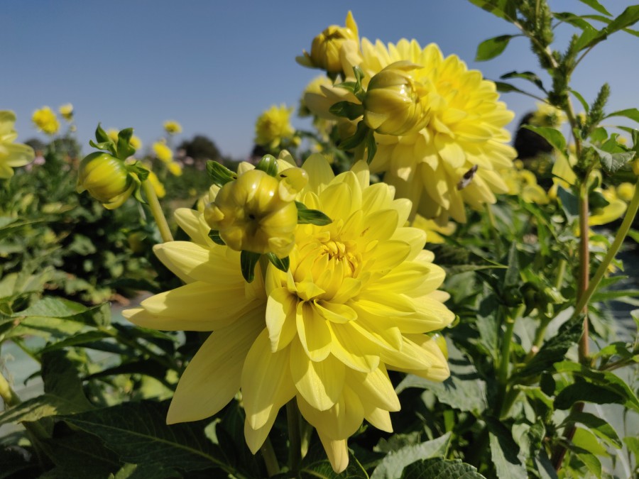 yellow dahlia