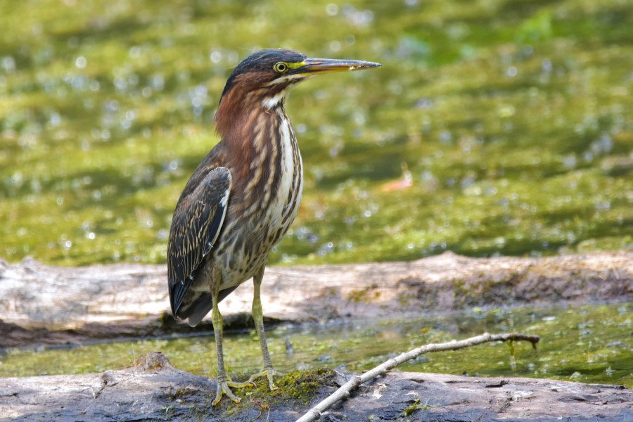 Green Heron standing on a floating log in a marsh