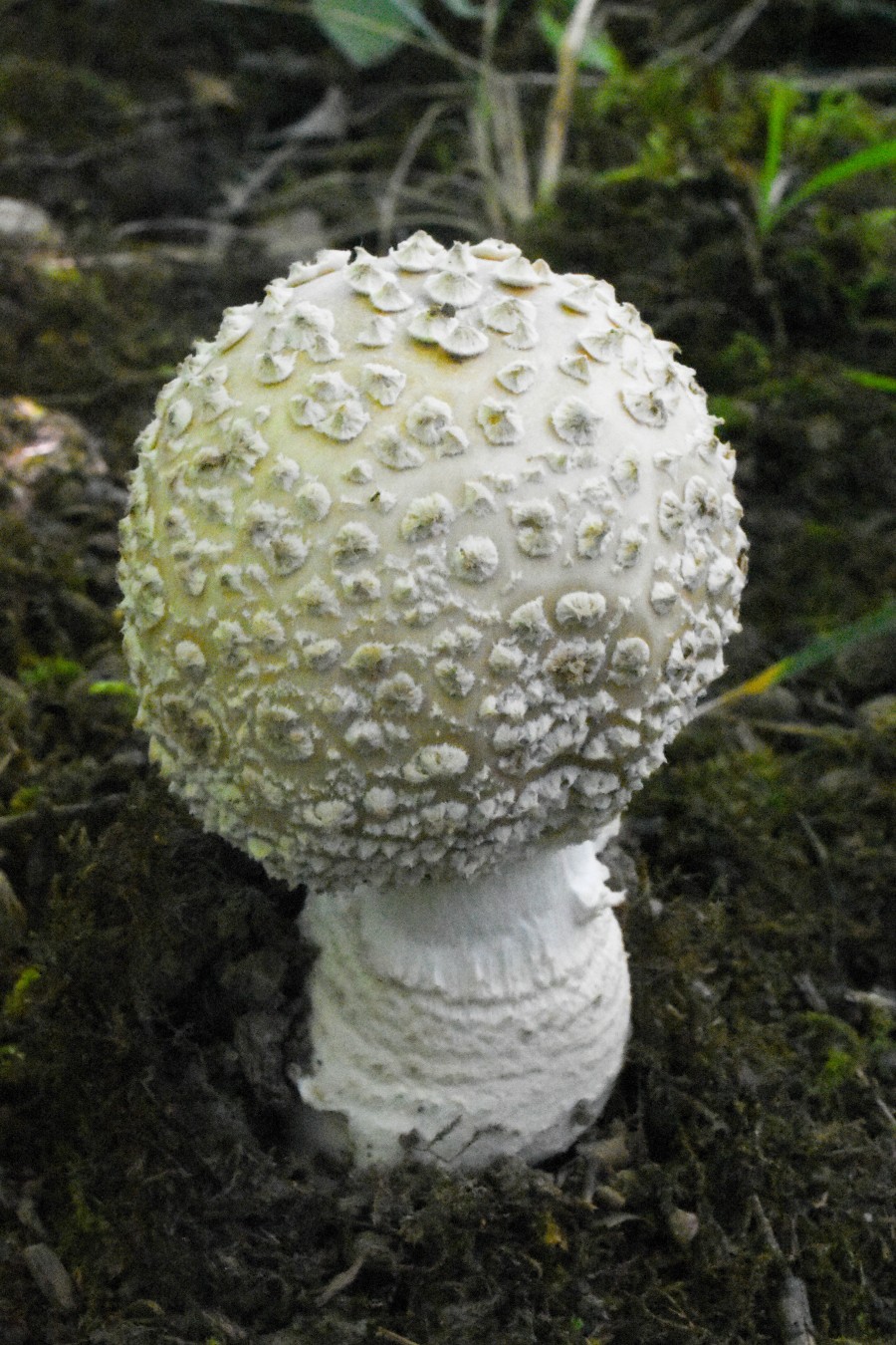 Fungus among us