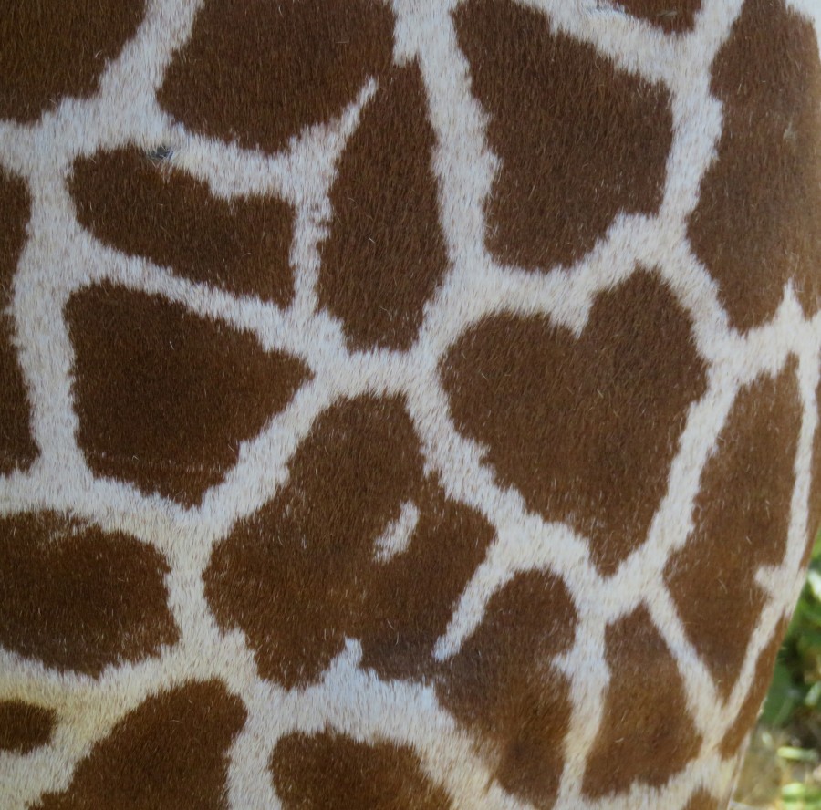 giraffe pattern with heart