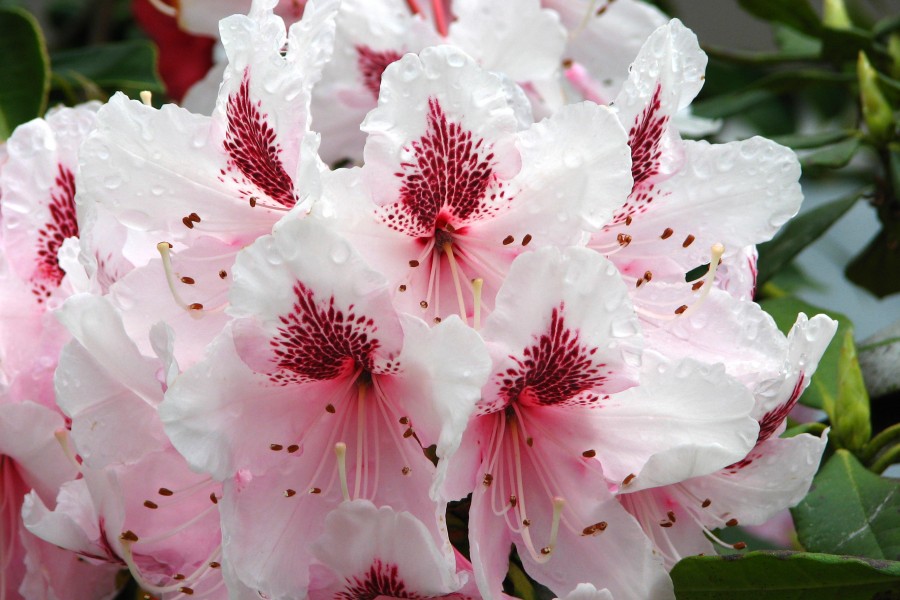 rhododendron