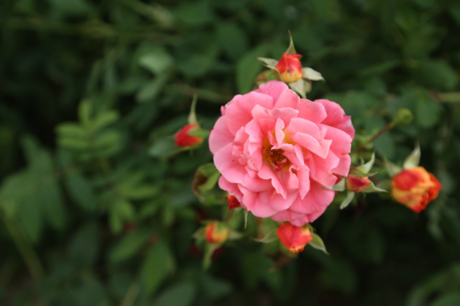 rose
