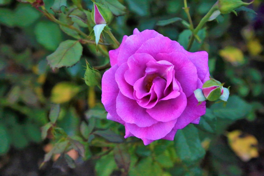 rose