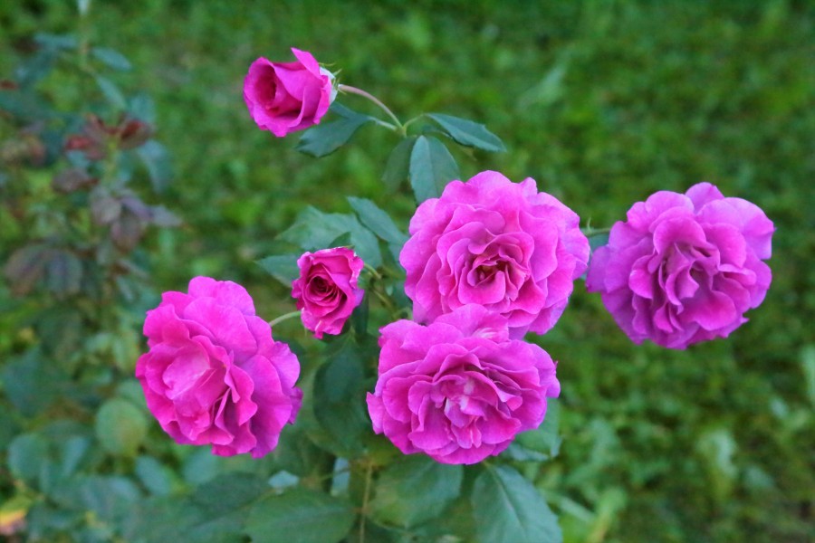 roses