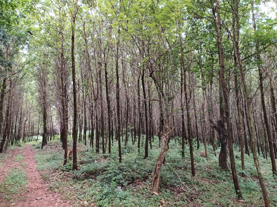Mahogany forest