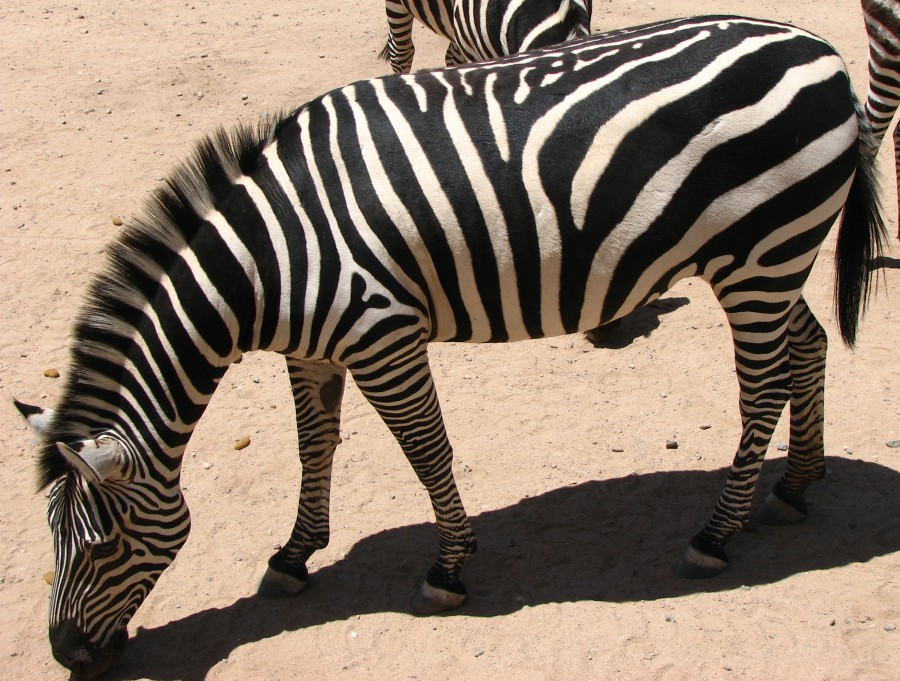 zebra