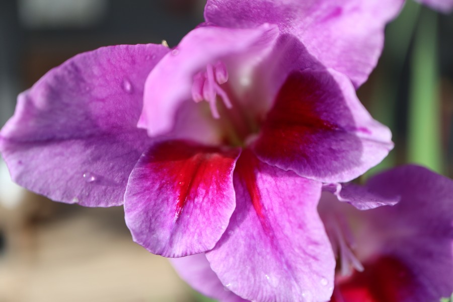 Purple Gladiola