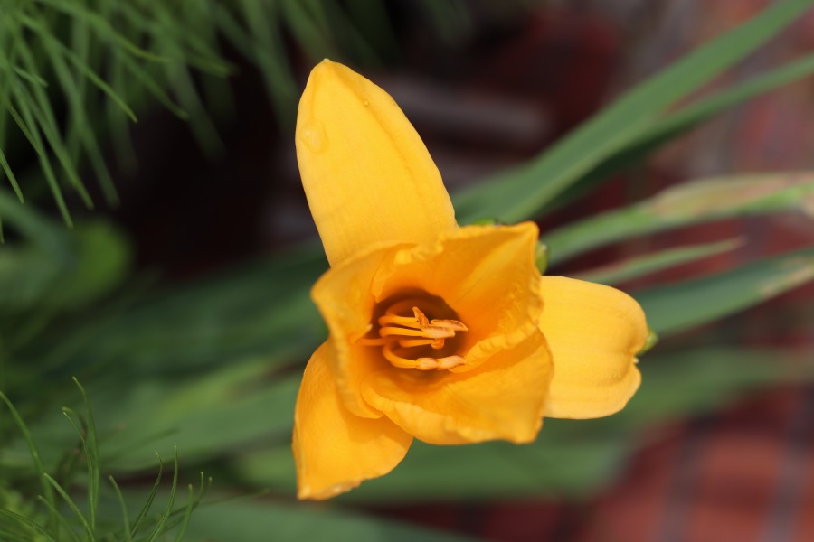 Golden Day Lily