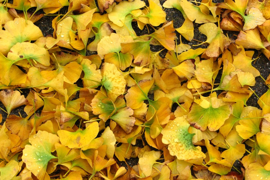 ginkgo leaves