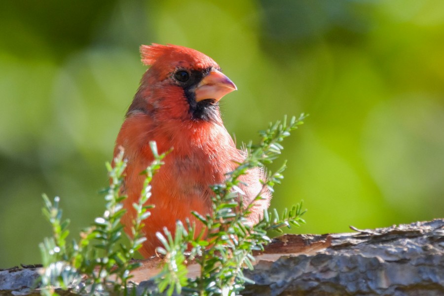 Immature Male Northern Cardinal.