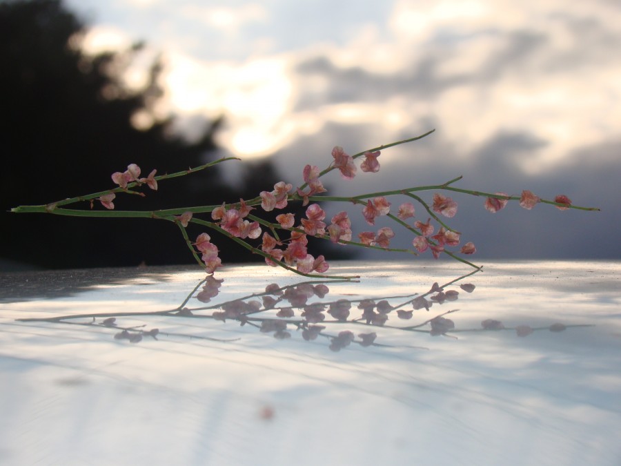 Pink Flower