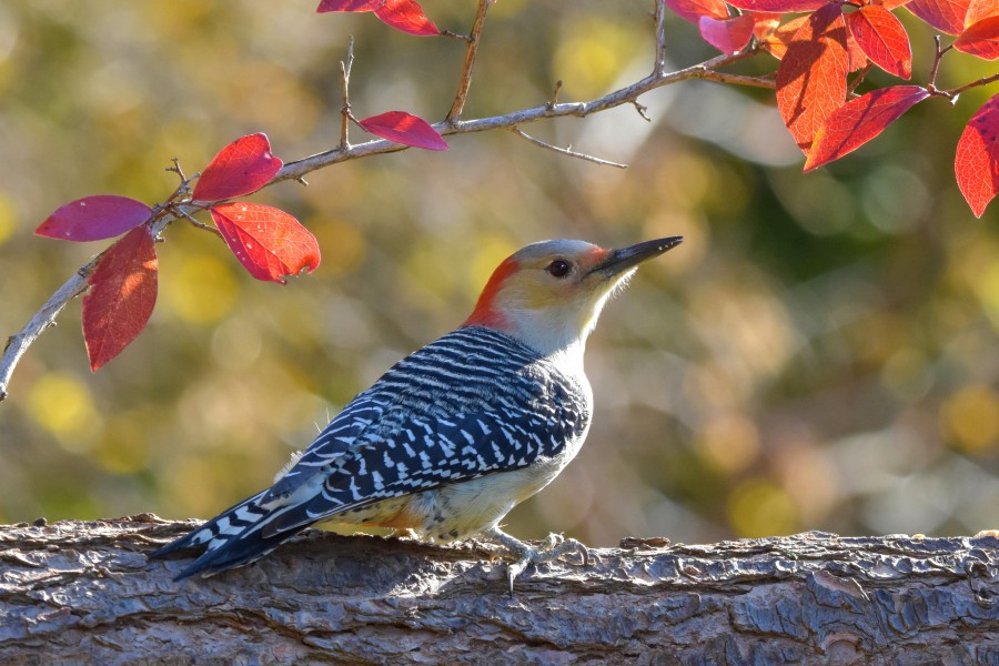 Red-Bellied Woodpecker on a log