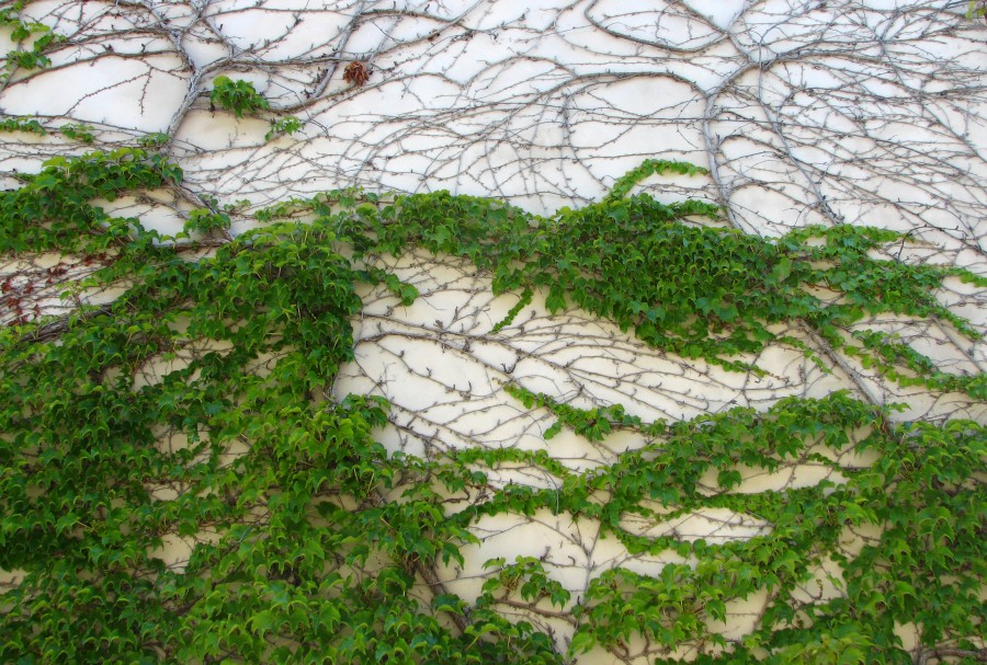wall with vines