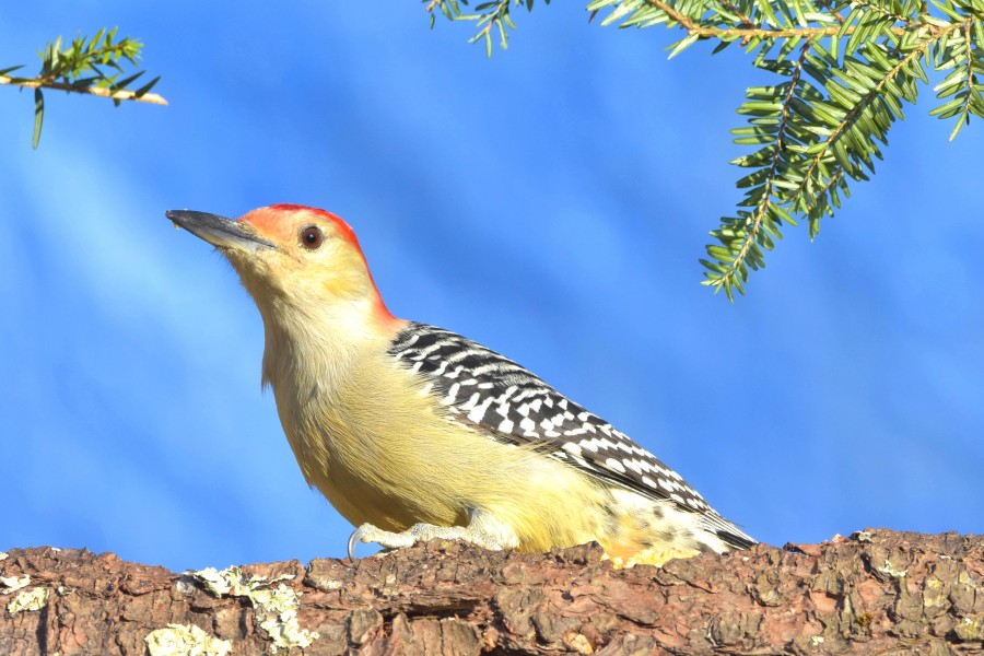 Red-Breasted woodpecker on a log