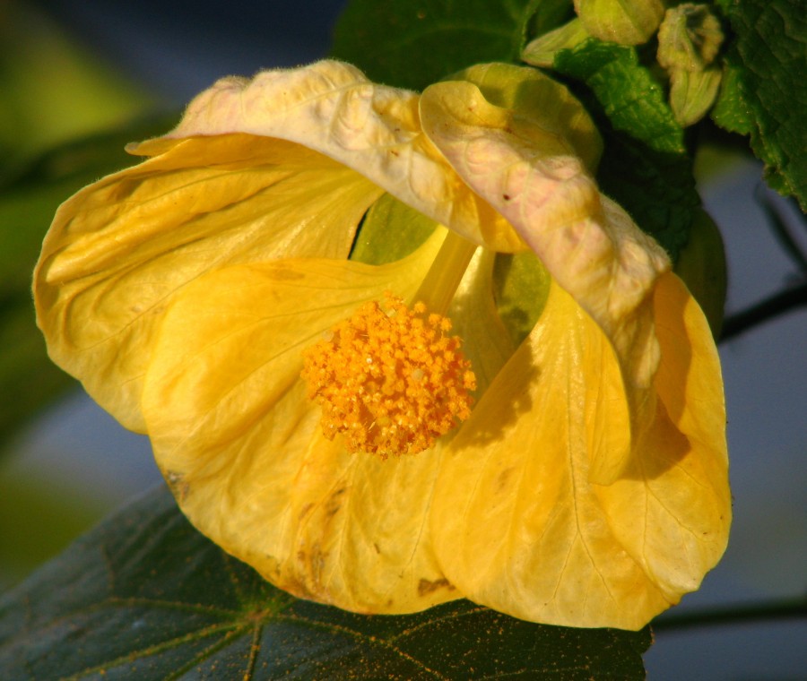 yellow flower