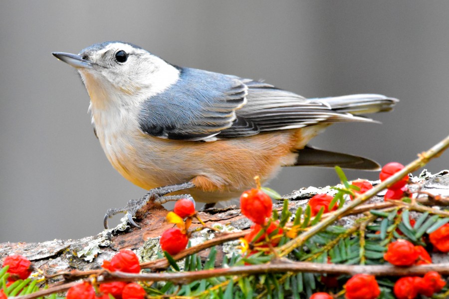 White-Breasted Nuthatch