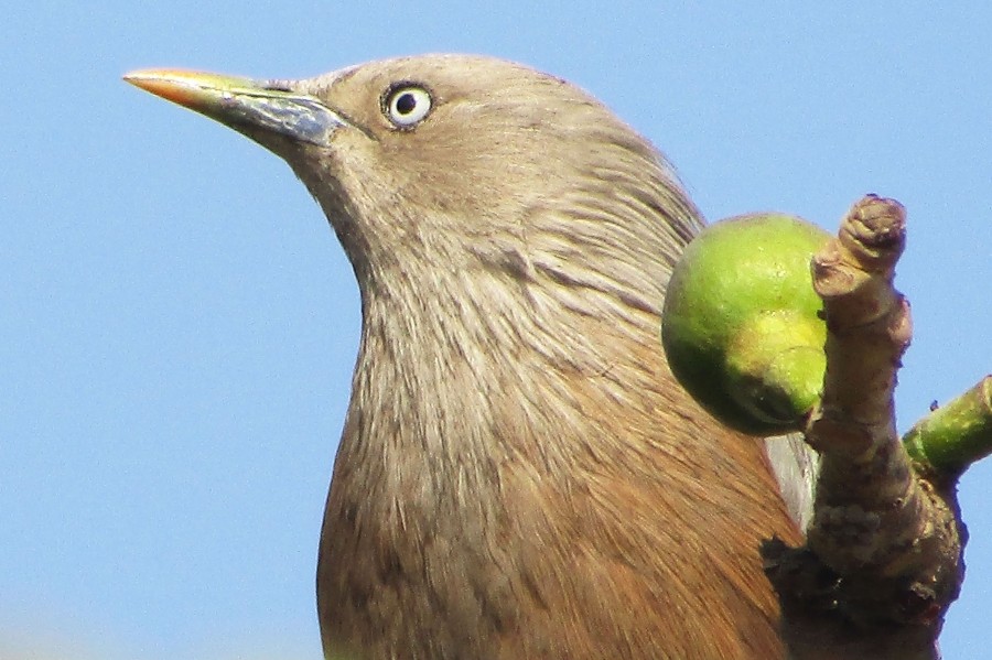 chestnut tailed starling