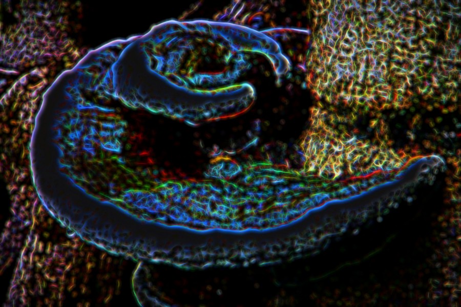 turkeytail, blue glow