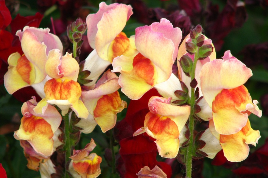 snapdragons