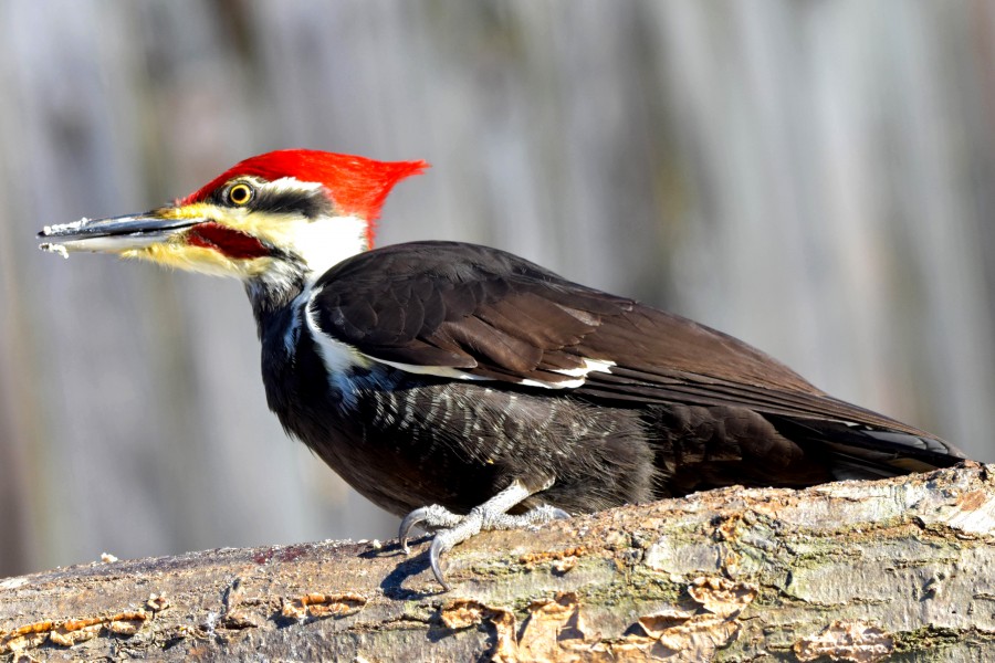 Perched Pileated Woodpecker