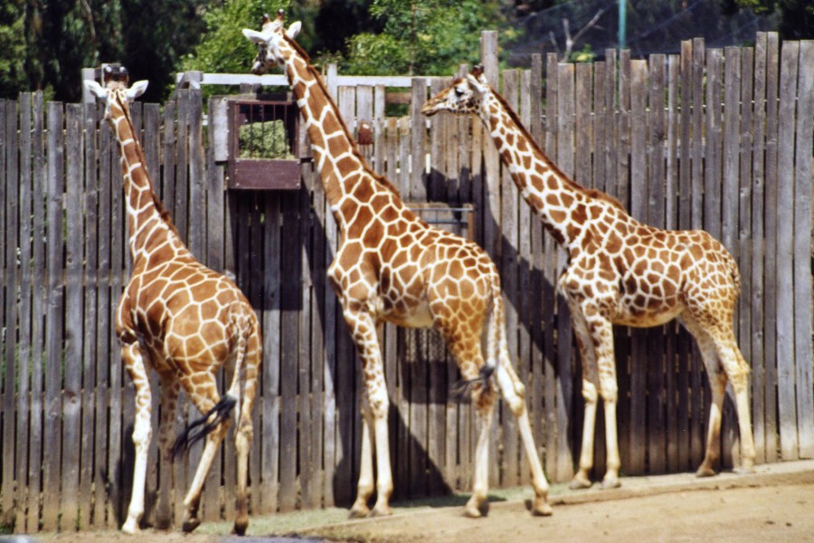 three giraffes