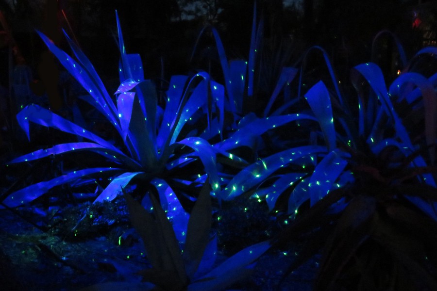 blue agave