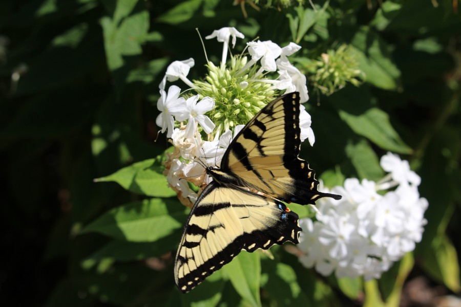 Yellow Butterfly in Nature