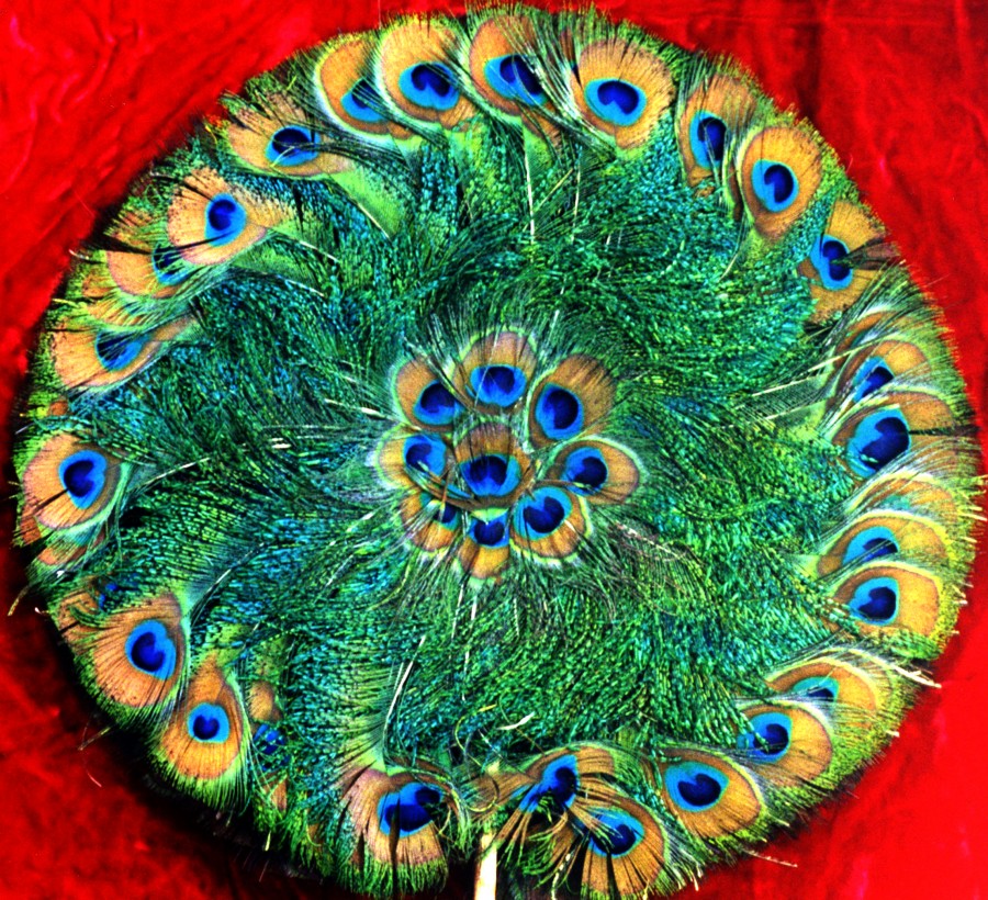 peacock-feather fan