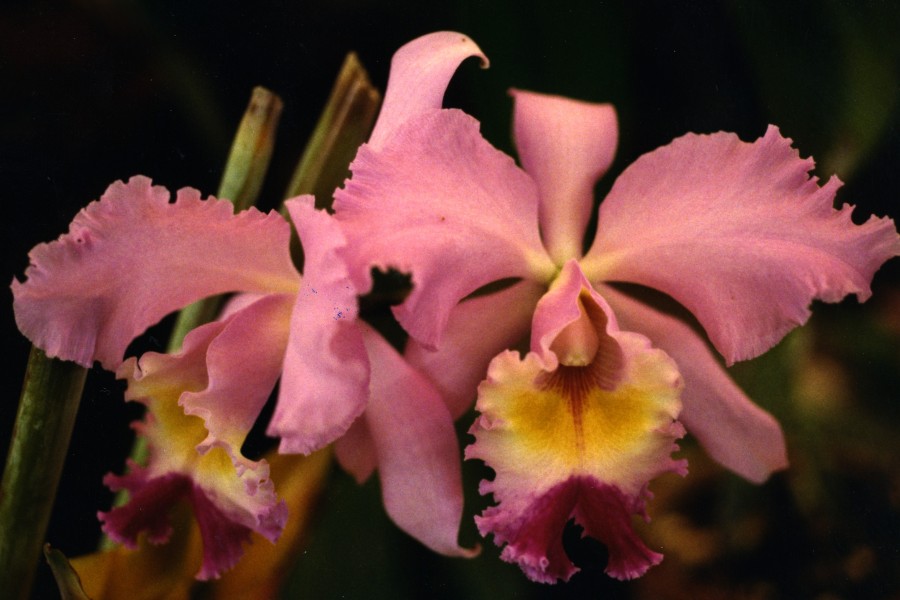 pink cattleya orchids
