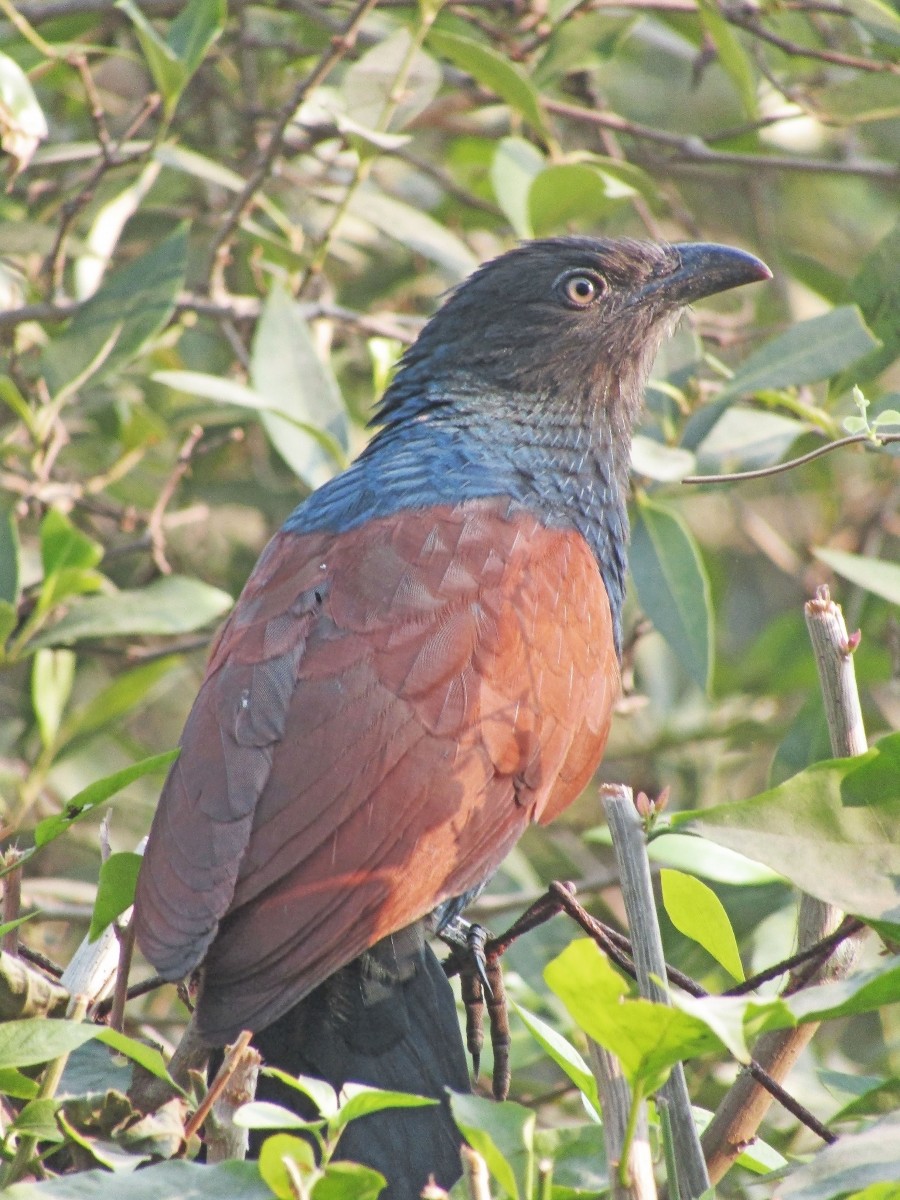 lesser caucal