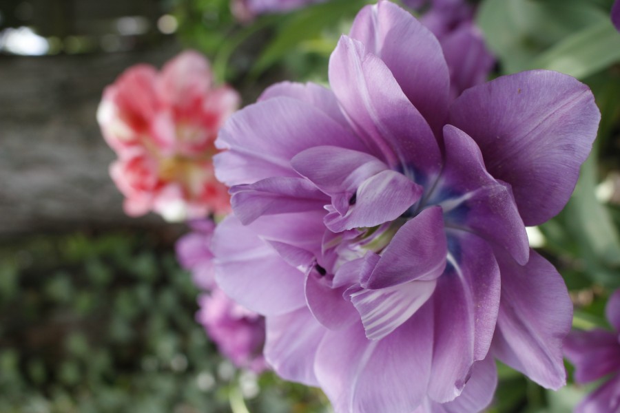precious purple flower