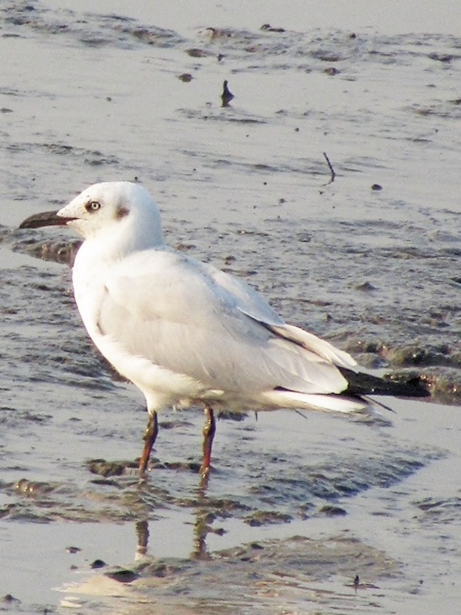 slender billed gull