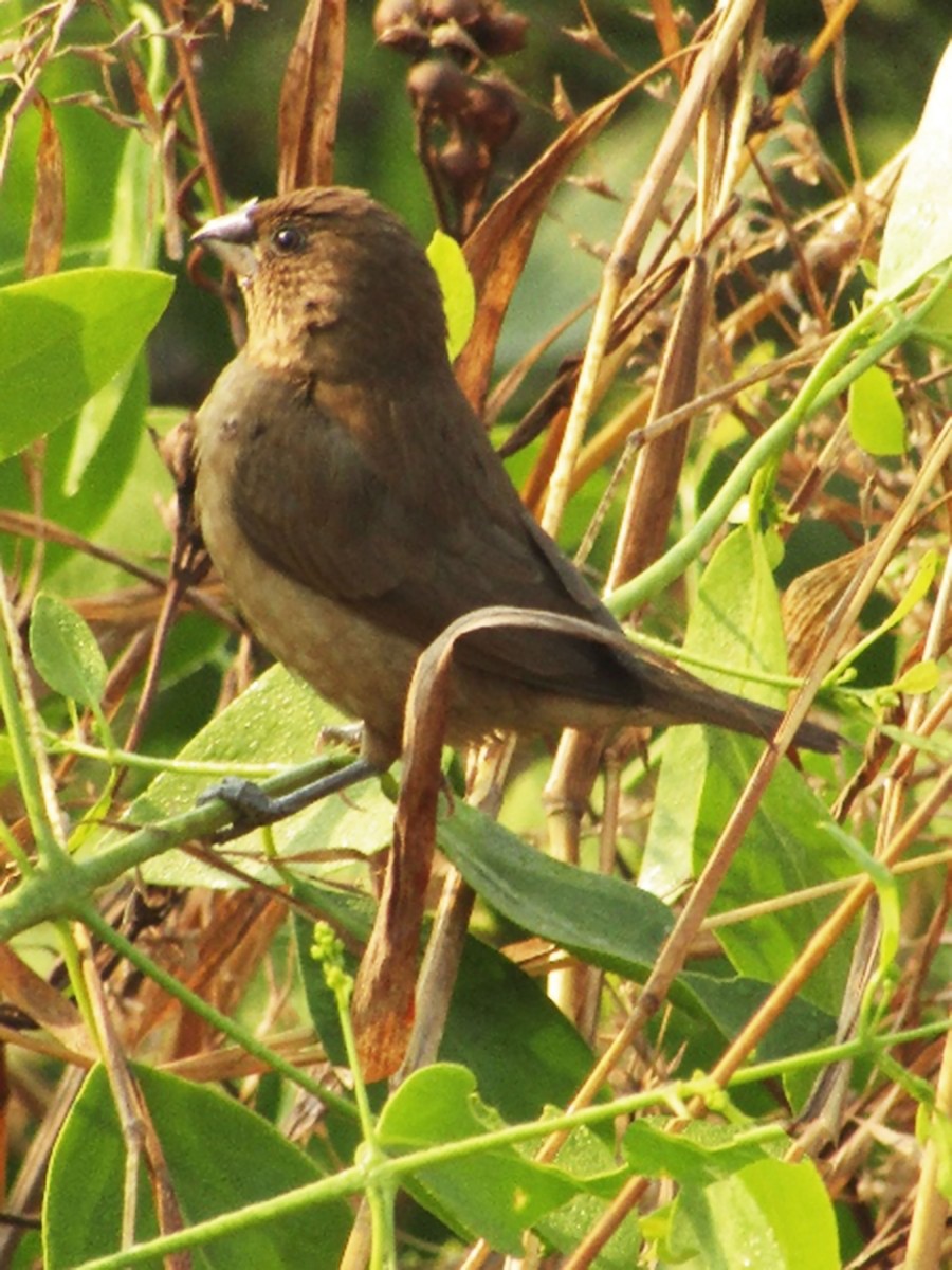 Indian silver bill