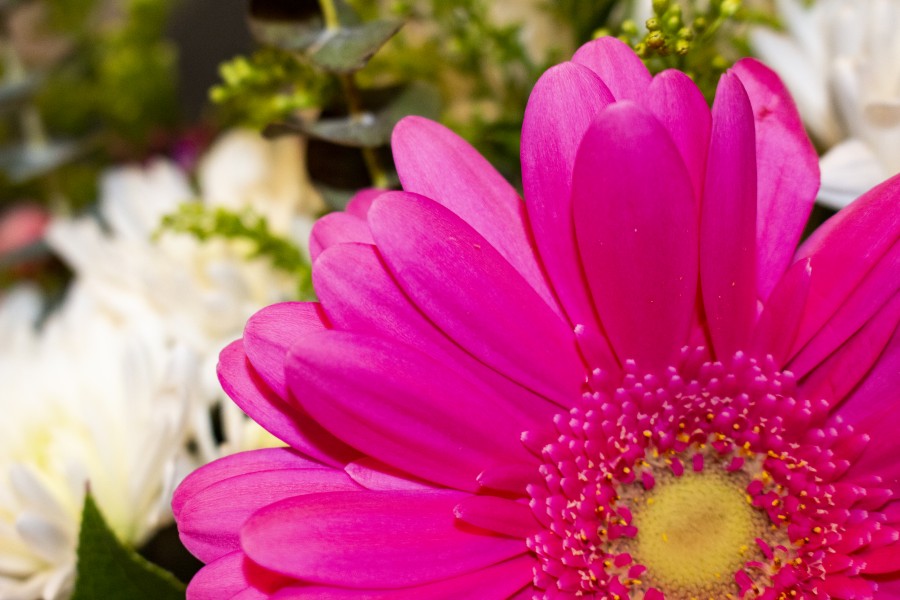 Pretty in Pink Flower