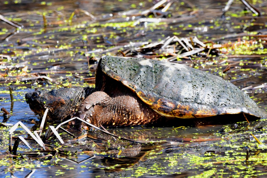 Snapping Turtle