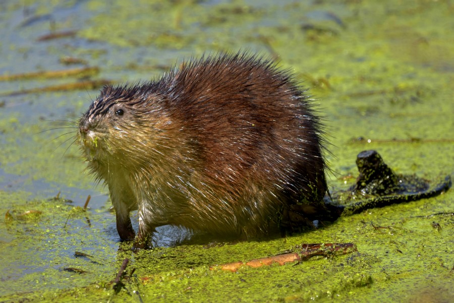 Muskrat in a marsh
