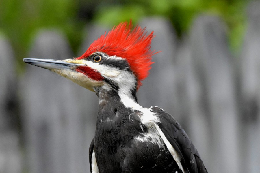 Anyone can have a bad hair day