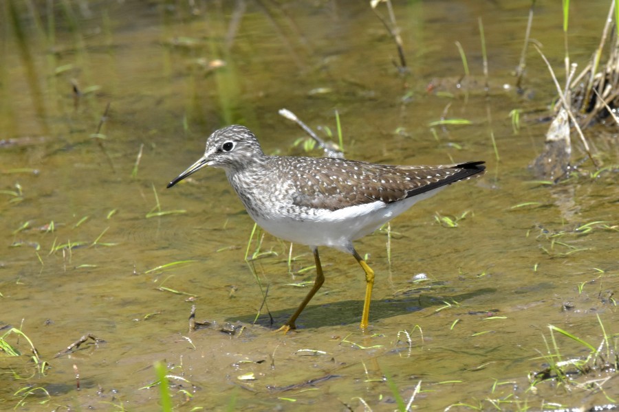Solitary Sandpiper, Tringa solitaria