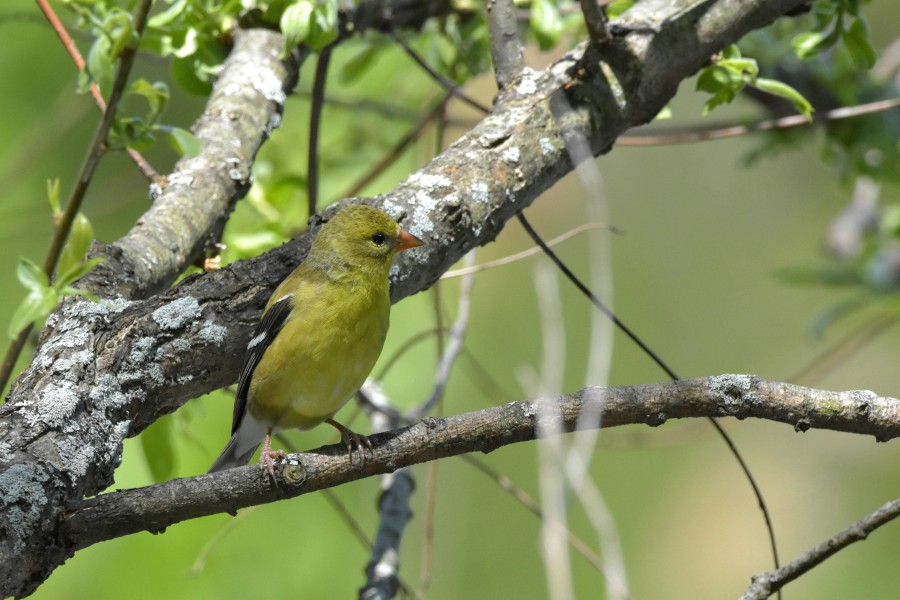 American Goldfinch
